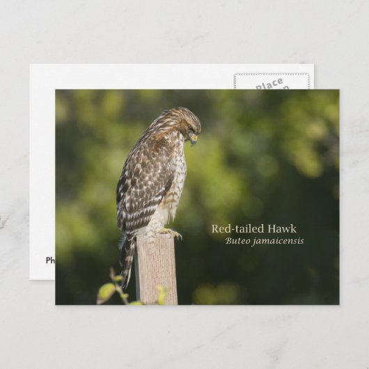 Rotschwanzhawk Postkarte (Vorne/Hinten)