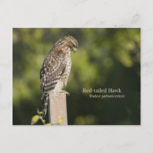 Rotschwanzhawk Postkarte