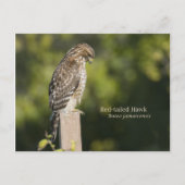 Rotschwanzhawk Postkarte (Vorderseite)