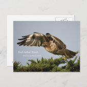 Rotschwanzhawk Postkarte (Vorne/Hinten)
