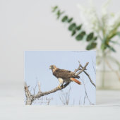 Rotschwanzhawk Postkarte (Stehend Vorderseite)