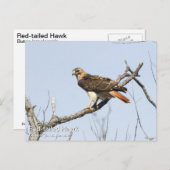 Rotschwanzhawk Postkarte (Vorne/Hinten)