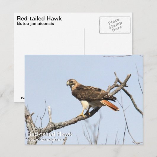 Rotschwanzhawk Postkarte (Vorne/Hinten)