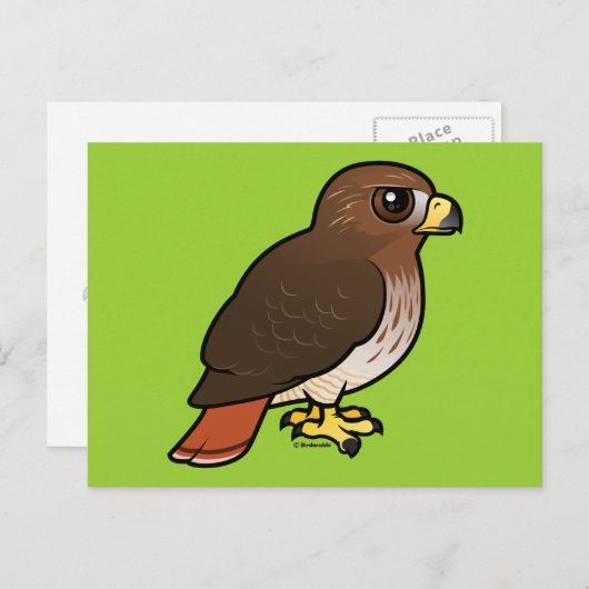 Rotschwanzhawk Postkarte (Vorne/Hinten)