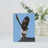 Rotschwanzhawk Raised Wings Wildlife Foto Postkarte (Stehend Vorderseite)