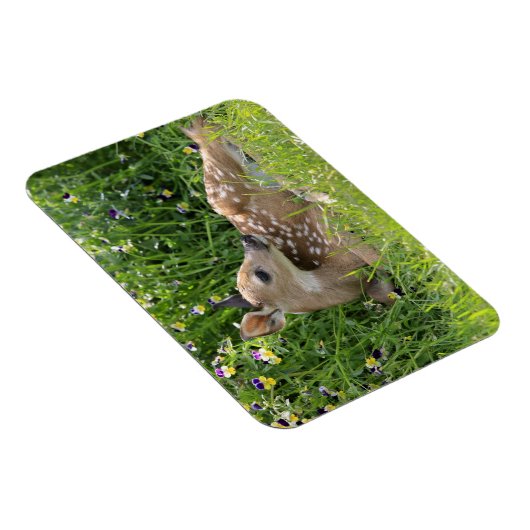 Rotschwanzhirsche (Odocoileus virginianus) Magnet (Rechte Seite)