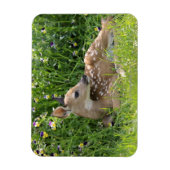 Rotschwanzhirsche (Odocoileus virginianus) Magnet (Vertikal)