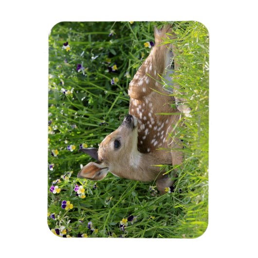 Rotschwanzhirsche (Odocoileus virginianus) Magnet (Vertikal)