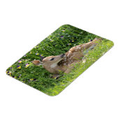 Rotschwanzhirsche (Odocoileus virginianus) Magnet (Linke Seite)