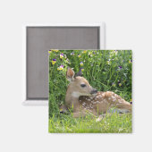 Rotschwanzhirsche (Odocoileus virginianus) Magnet (Vorderseite/Rückseite)