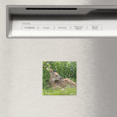 Rotschwanzhirsche (Odocoileus virginianus) Magnet (In Situ (Geschirrspüler))