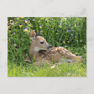 Rotschwanzhirsche (Odocoileus virginianus) Postkarte