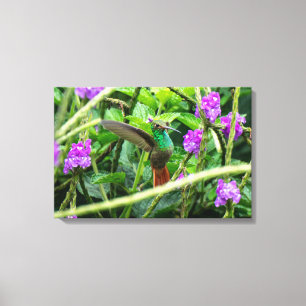 Rotschwanzkolibri fliegt im Regenwald Leinwanddruck