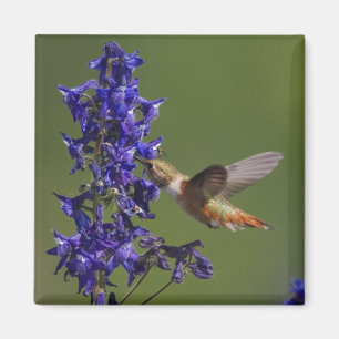 Rotschwanzkolibri Magnet