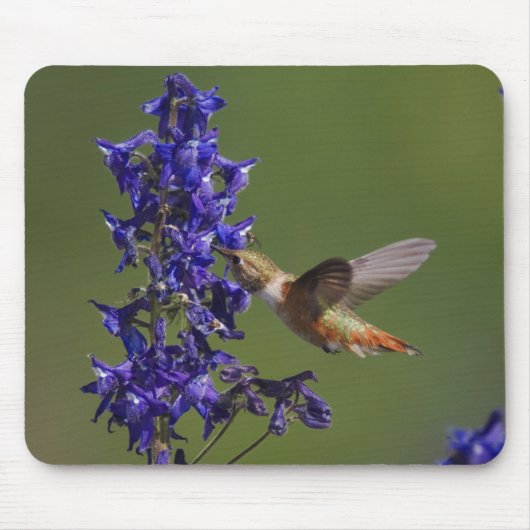 Rotschwanzkolibri Mousepad (Vorne)