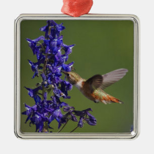Rotschwanzkolibri Ornament Aus Metall
