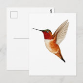 Rotschwanzkolibri Postkarte (Vorne/Hinten)