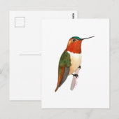 Rotschwanzkolibri Postkarte (Vorne/Hinten)
