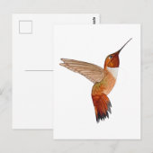 Rotschwanzkolibri Postkarte (Vorne/Hinten)