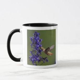 Rotschwanzkolibri Tasse