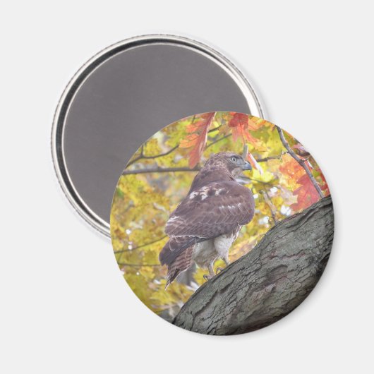 Rotschwanzmagnet Magnet (Vorderseite/Rückseite)