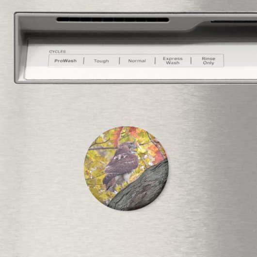 Rotschwanzmagnet Magnet (In Situ (Geschirrspüler))