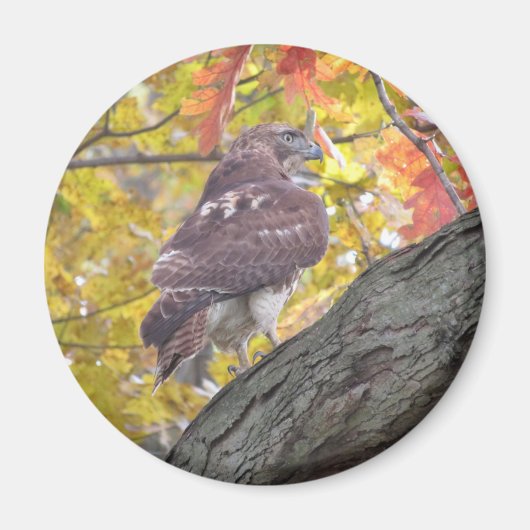 Rotschwanzmagnet Magnet (Vorne)