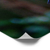 Rotschwanzvogel Poster (Ecke)