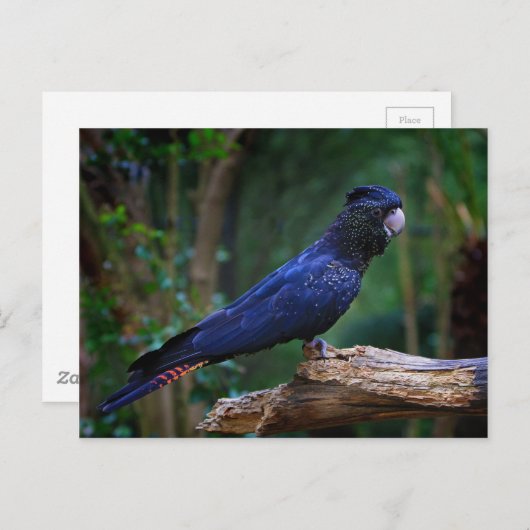 Rotschwanzvogel Postkarte (Vorne/Hinten)