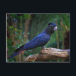 Rotschwanzvogel Postkarte<br><div class="desc">Rotschwanzvogel</div>