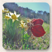 Rotschwingfee und Narzissen Getränkeuntersetzer (Vorderseite)