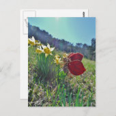 Rotschwingfee und Narzissen Postkarte (Vorne/Hinten)