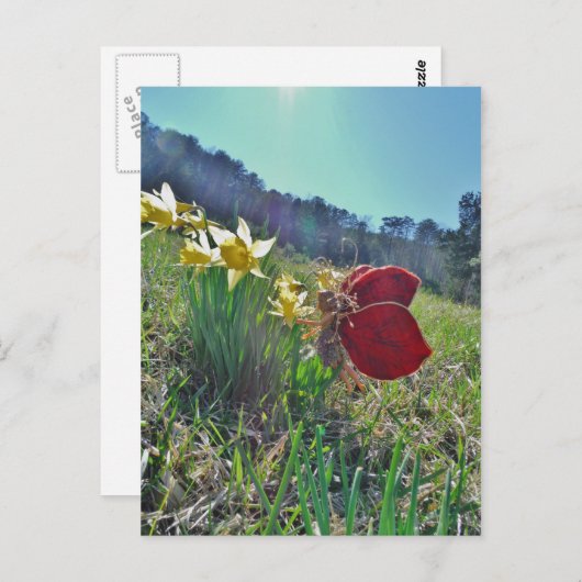 Rotschwingfee und Narzissen Postkarte (Vorne/Hinten)