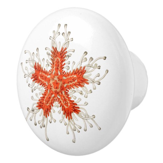 Rotseesterne-Keramik Keramikknauf (Rechts)