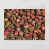 Rotte Äpfel Postkarte (Vorderseite)