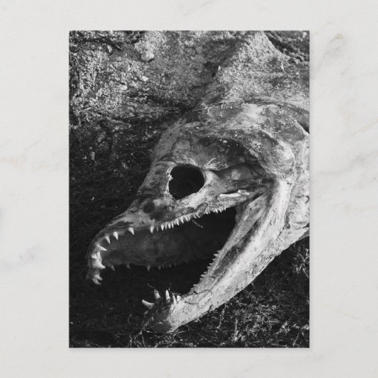 Rotte Fischkopfknochen Postkarte (Vorderseite)