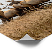 Rotte Hirsche Poster (Ecke)