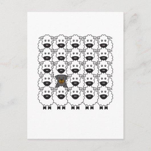 Rottie im Schafe Postkarte (Vorderseite)