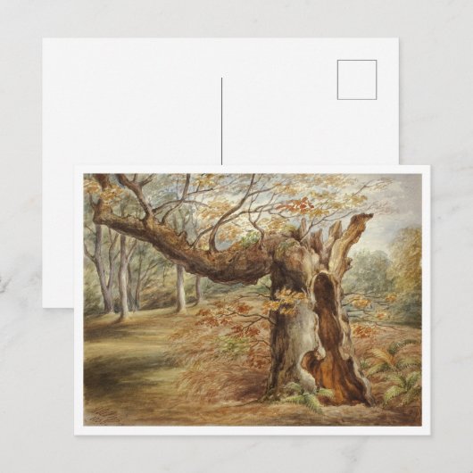 Rotting Tree von Elizabeth Murray Postkarte (Vorne/Hinten)