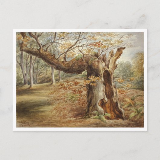 Rotting Tree von Elizabeth Murray Postkarte (Vorderseite)