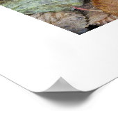 Rottoadstol, Amanita muscaria Poster (Ecke)