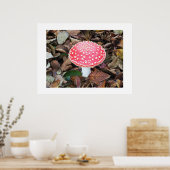 Rottoadstol, Amanita muscaria Poster (Küche)