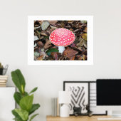 Rottoadstol, Amanita muscaria Poster (Heimbüro)