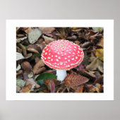 Rottoadstol, Amanita muscaria Poster (Vorne)