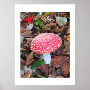 Rottoadstol, Amanita muscaria Poster