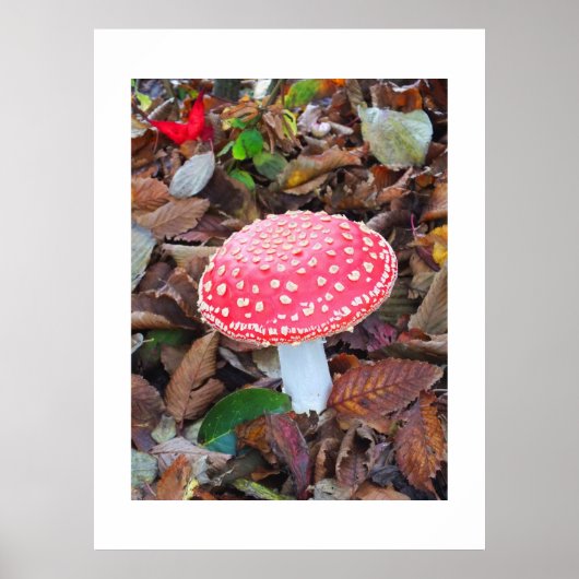 Rottoadstol, Amanita muscaria Poster (Vorne)