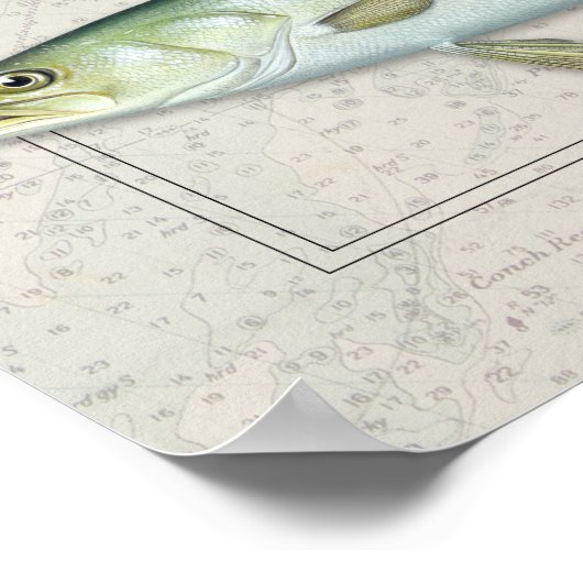 Rottrommel, Crevalle Jack, Meerforelle Trio Poster (Ecke)