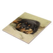 Rottweiler20150901 Fliese (Seite)