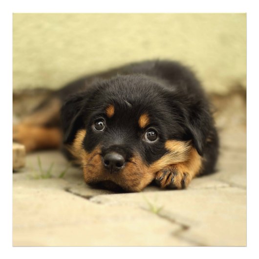Rottweiler20150901 Fotodruck (Vorne)