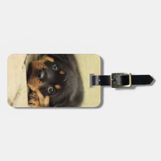 Rottweiler20150901 Gepäckanhänger (Vorderseite horizontal)